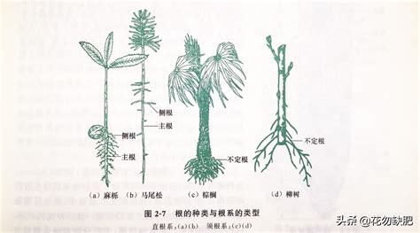 樹根生長|根